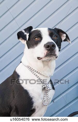 Dog wearing beaded necklace View Large Photo Image Stock Photograph - Dog wearing beaded necklace. Fotosearch