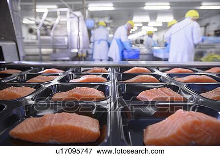 Fish filets in packaging in factory View Large Photo Image Stock Photo - Fish filets in packaging in factory. Fotosearch