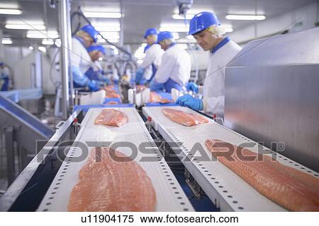 Fish filets on conveyor belt in factory View Large Photo Image Stock Photography - Fish filets on conveyor belt in factory. Fotosearch