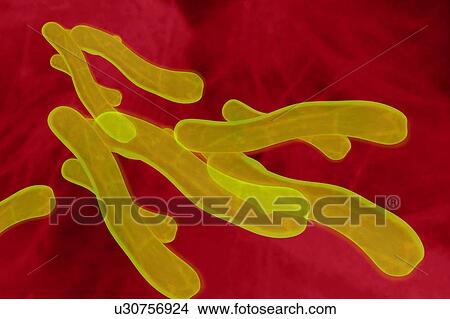 Illustration of colorful microbes View Large Photo Image Picture - Illustration of colorful microbes. Fotosearch