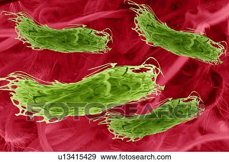 Illustration of colorful microbes View Large Photo Image Stock Photo - Illustration of colorful microbes. Fotosearch