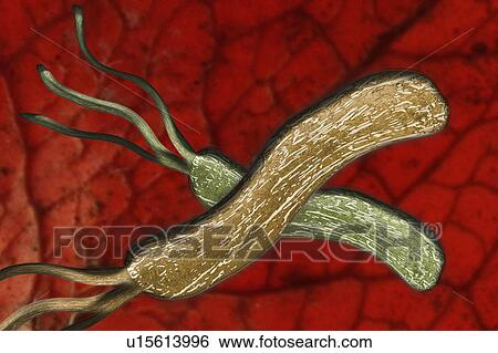 Illustration of colorful microbes View Large Photo Image Stock Photograph - Illustration of colorful microbes. Fotosearch
