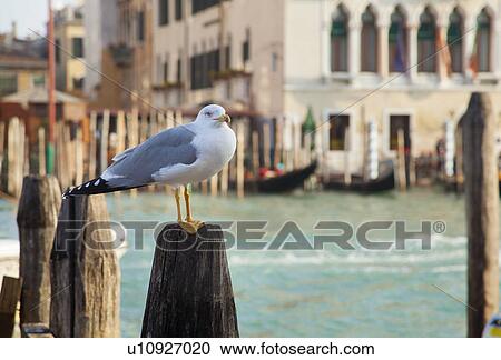 Seagull perched on wooden post View Large Photo Image Stock Image - Seagull perched on wooden post. Fotosearch