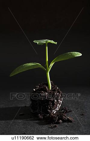 Sprouting seed depotted View Large Photo Image Stock Image - Sprouting seed depotted. Fotosearch