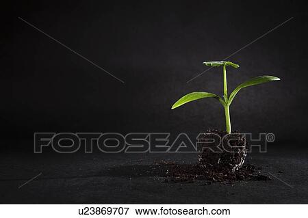 Sprouting seed depotted View Large Photo Image Stock Photo - Sprouting seed depotted. Fotosearch