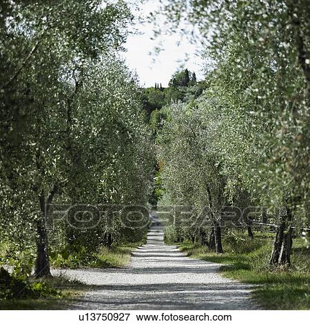 Tree-lined dirt road in rural landscape View Large Photo Image Stock Photo - Tree-lined dirt road in rural landscape. Fotosearch