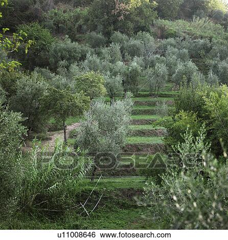 Stock Photograph - Trees growing on graduated hill. Fotosearch