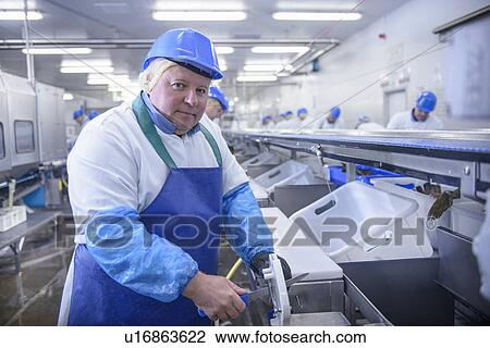 Worker cleaning fish in factory View Large Photo Image Stock Image - Worker cleaning fish in factory. Fotosearch