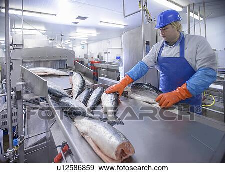 Worker examining fish in factory View Large Photo Image Stock Photo - Worker examining fish in factory. Fotosearch