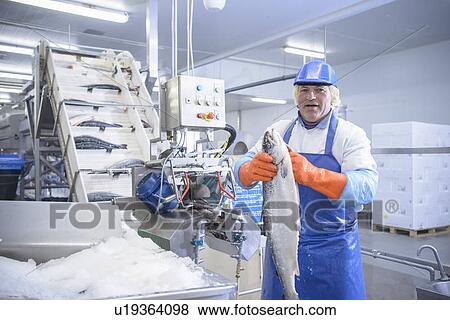Worker examining fish in factory View Large Photo Image Stock Photo - Worker examining fish in factory. Fotosearch