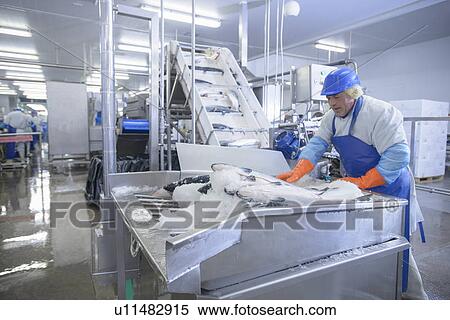 Worker examining fish in factory View Large Photo Image Stock Photography - Worker examining fish in factory. Fotosearch