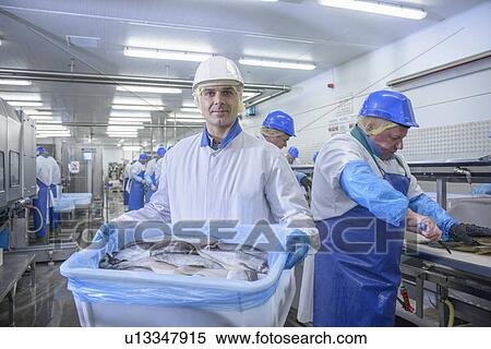 Worker holding bucket of fish in factory View Large Photo Image Stock Photography - Worker holding bucket of fish in factory. Fotosearch