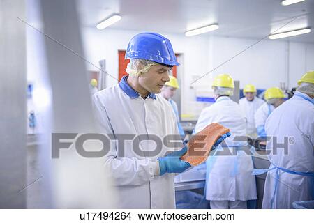 Worker holding fish filet in factory View Large Photo Image Picture - Worker holding fish filet in factory. Fotosearch