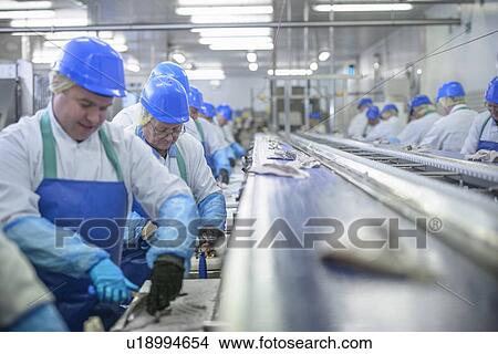 Picture - Workers cleaning fish in factory. Fotosearch