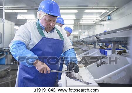 Stock Image - Workers cleaning fish in factory. Fotosearch