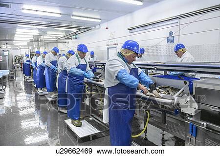 Stock Photo - Workers cleaning fish in factory. Fotosearch