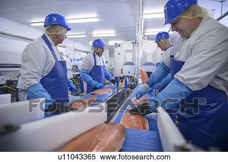 Workers cleaning fish in factory View Large Photo Image Stock Photography - Workers cleaning fish in factory. Fotosearch