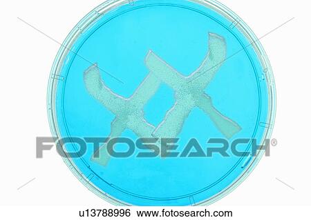 Stock Photograph - XX in petri dish in lab. Fotosearch