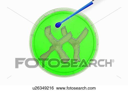 XY in petri dish in lab View Large Photo Image Stock Photograph - XY in petri dish in lab. Fotosearch