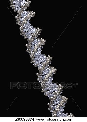 Picture - 3D model of double helix. Fotosearch