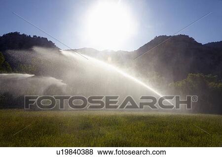 Agricultural sprinkler watering field View Large Photo Image Stock Photo - Agricultural sprinkler watering field. Fotosearch