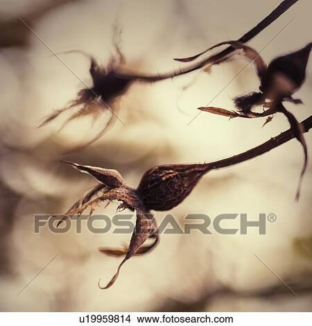 Picture - Autumn buds. Fotosearch