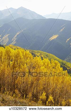 Stock Image - Autumn landscape with aspen trees . Fotosearch