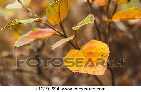 Picture - Autumn leaf. Fotosearch