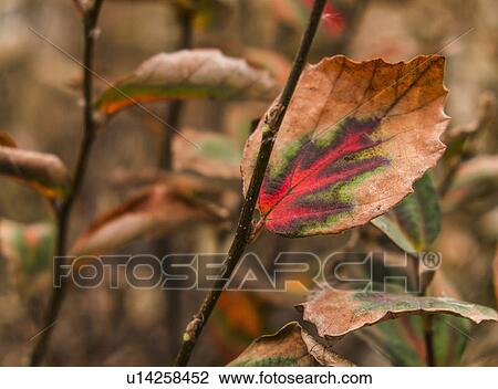 Stock Image - Autumn leaf. Fotosearch