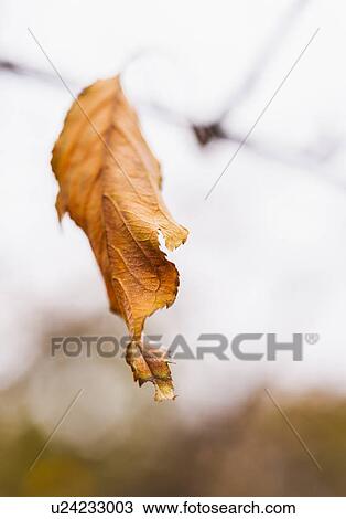 Autumn leaf View Large Photo Image Stock Image - Autumn leaf. Fotosearch