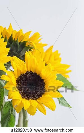 Stock Photo - Bunch of sunflowers. Fotosearch