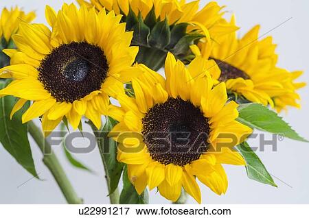 Stock Photo - Bunch of sunflowers. Fotosearch