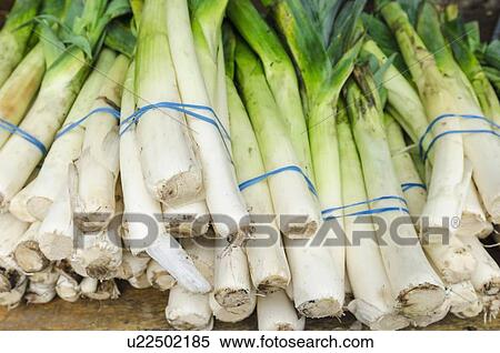 Stock Photography - Bunches of leeks. Fotosearch