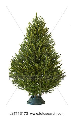 Stock Image - Christmas tree. Fotosearch