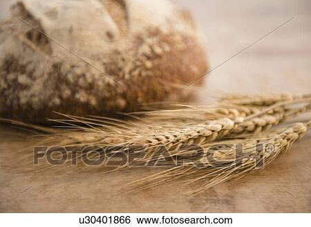 Close-up of corn ear and loaf of bread View Large Photo Image Stock Photograph - Close-up of corn ear and loaf of bread. Fotosearch