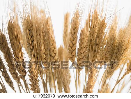 Stock Photo - Close-up of corn ear. Fotosearch