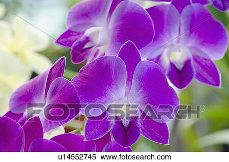 Stock Photography - Close up of orchid. Fotosearch