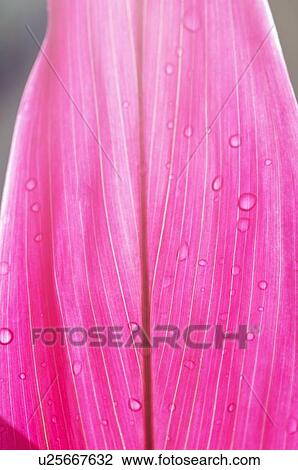 Stock Image - Close up of tropical plant. Fotosearch
