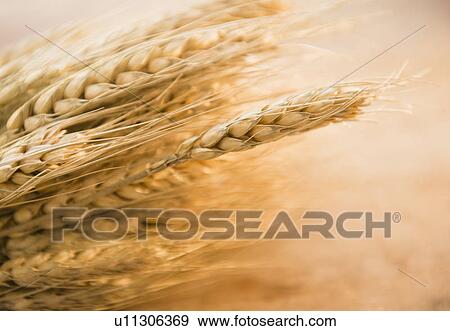 Close-up of wheat ear View Large Photo Image Stock Photo - Close-up of wheat ear. Fotosearch