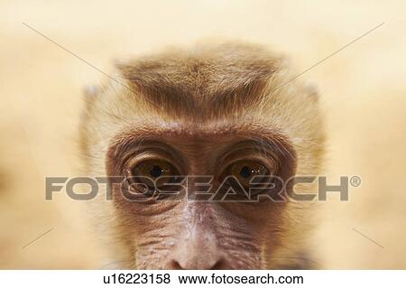 Stock Photo - Close-up portrait of macaque monkey. Fotosearch