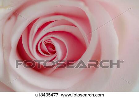 Stock Photo - Close up view of pink rose. Fotosearch