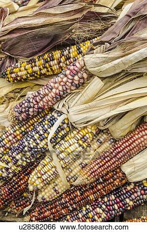 Stock Photograph - Corn cobs with husks. Fotosearch