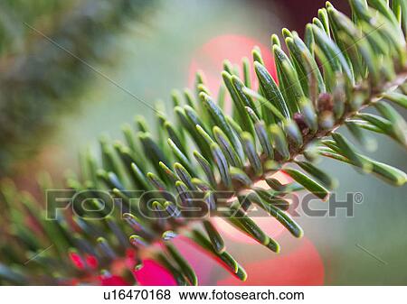Stock Photo - Detail of evergreen tree. Fotosearch