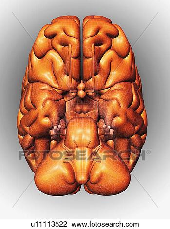 Digitally generated image of brain View Large Photo Image Stock Image - Digitally generated image of brain. Fotosearch