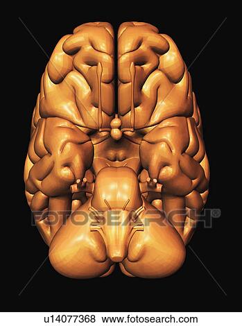 Stock Photo - Digitally generated image of brain. Fotosearch