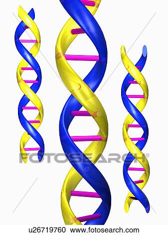 Stock Image - Digitally generated image of double helix. Fotosearch