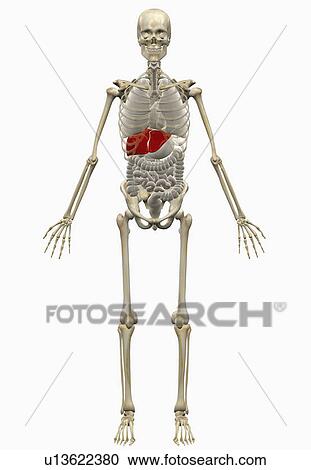 Stock Image - Digitally generated image of human skeleton. Fotosearch