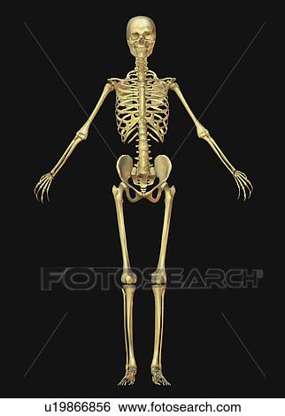 Digitally generated image of human skeleton View Large Photo Image Stock Photograph - Digitally generated image of human skeleton. Fotosearch
