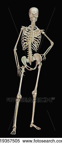 Digitally generated image of human skeleton View Large Photo Image Stock Photography - Digitally generated image of human skeleton. Fotosearch