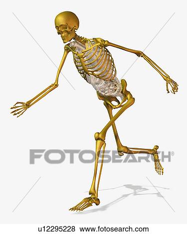 Stock Photo - Digitally generated image of running human skeleton. Fotosearch